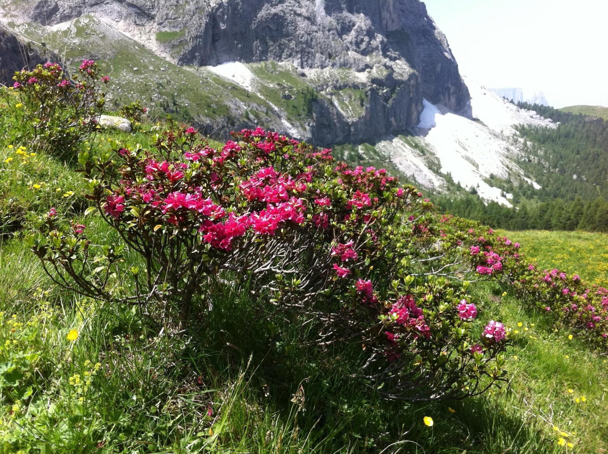 Garni La Bercia Hotel Selva di Val Gardena Exterior foto